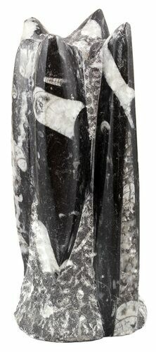 Bargain Tall Tower Of Polished Orthoceras (Cephalopod) Fossils #55475